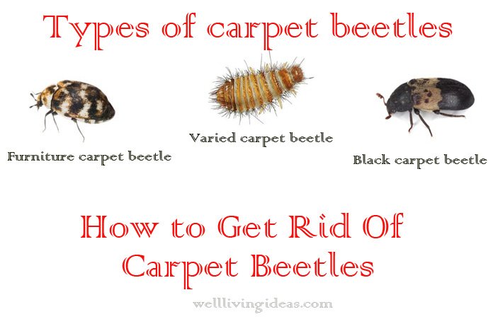 Signs of Carpet Beetles: Comprehensive Guide to Identification and Prevention